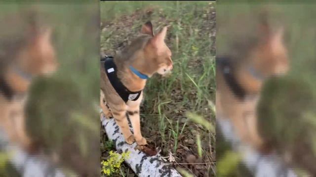 Чаузи ф1 и Ёж первая встреча