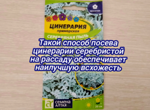 Такой способ посева цинерарии серебристой на рассаду обеспечивает наилучшую всхожесть