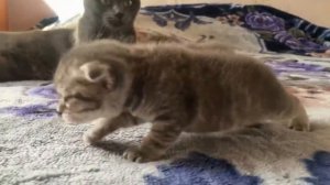 На какой день опускаются ушки у шотландских котят - What day do Scottish kittens' ears fall?