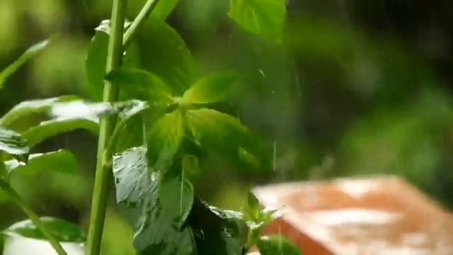 Dreaming. Расслабляющая музыка со звуками дождя для сна, медитации./Meditation./Relaxing смотреть онлайн