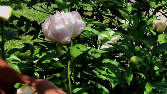 Greg's Peony Gardens - Oshawa Garden Club Member and Judge in Training смотреть онлайн