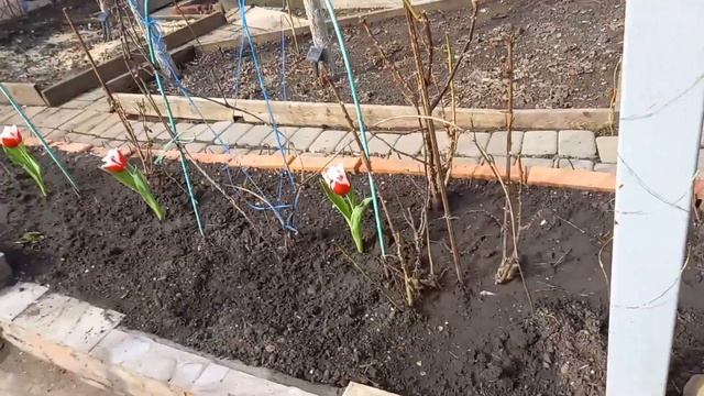 #первоцветы #тюльпаны #геоцинты #высадилатюльпаны смотреть онлайн