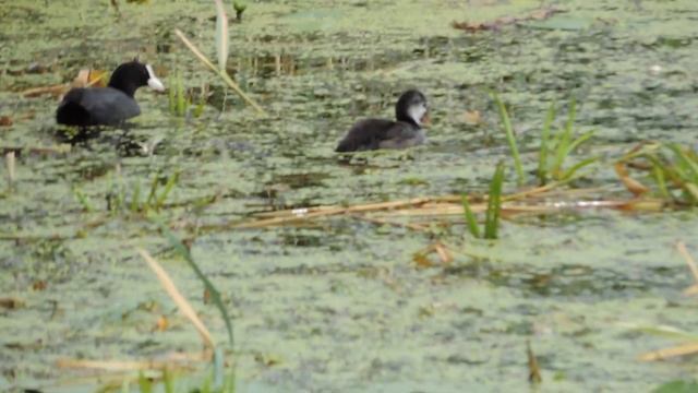 Лысухи на Себежском озере смотреть онлайн