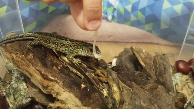Чем кормить прыткую ящерицу. Корм для ящерицы. смотреть онлайн