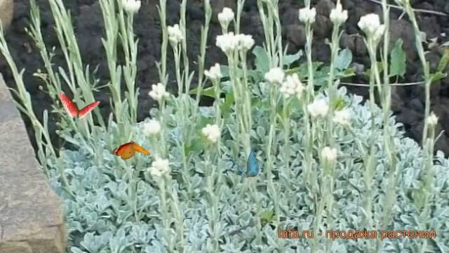 Антеннария двудомная Томентоза ? обзор: как сажать, саженцы антеннарии Томентоза смотреть онлайн