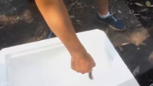 Что будет если опустить РЫБУ в ЖИДКИЙ АЗОТ?