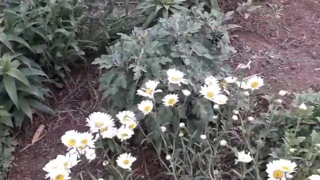 Үй алдындағы әр түрлі гүлдерім.Гүлдер, смотреть онлайн