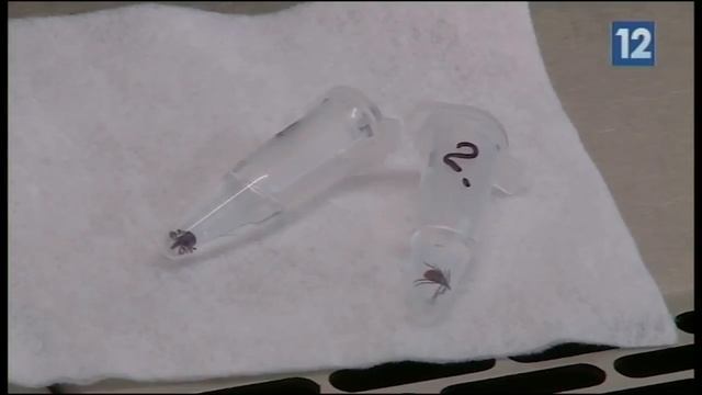 Спасет ли прививка от клещевого энцефалита?