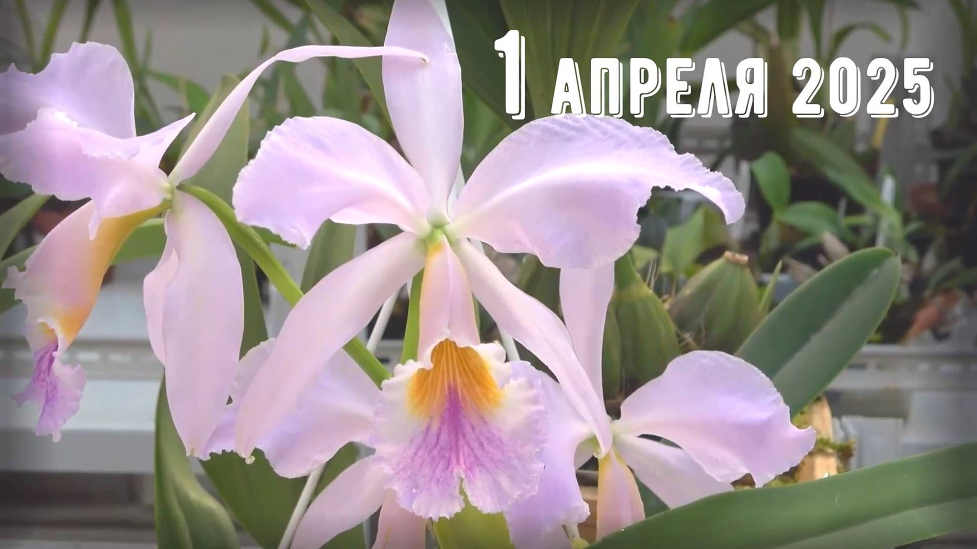 Грабли веерные Для любителей канала Грабли Live 1.04.2025 смотреть онлайн