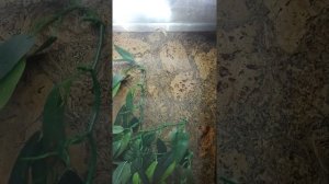 Мой новый питомец-богомол африканский, древесный!