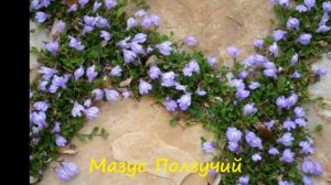 Какие почвопокровные растения лучшие для газона