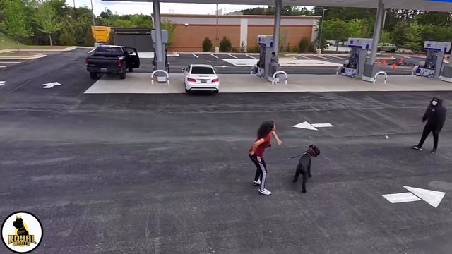 Brave Giant Schnauzer Guard Dog Defends Owner At Gas Station | RoyalGiantSchnauzers.com