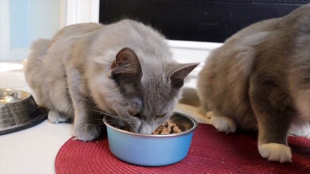 Clyde & Morgan Eating смотреть онлайн