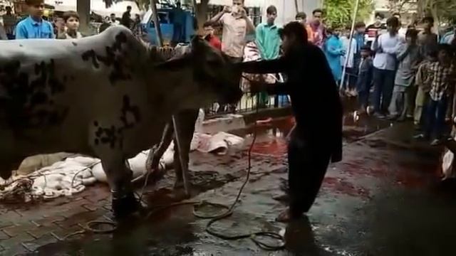 Best kasai in asia part 1 смотреть онлайн