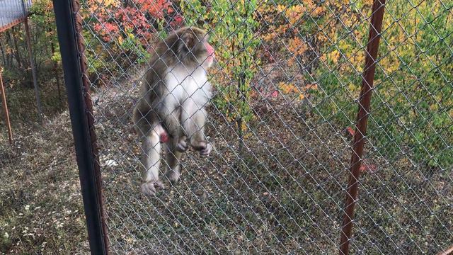 Макак верхолаз! Japanese macaque treats itself to cashews ! смотреть онлайн