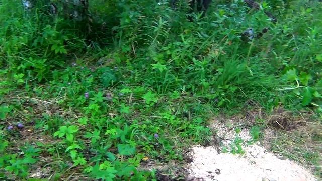 как прикормить кабана смотреть онлайн