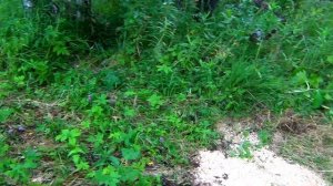 как прикормить кабана