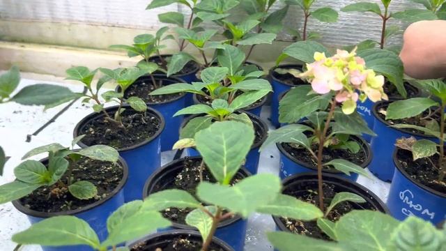 Обзор теплицы с гортензиями 22.07 смотреть онлайн