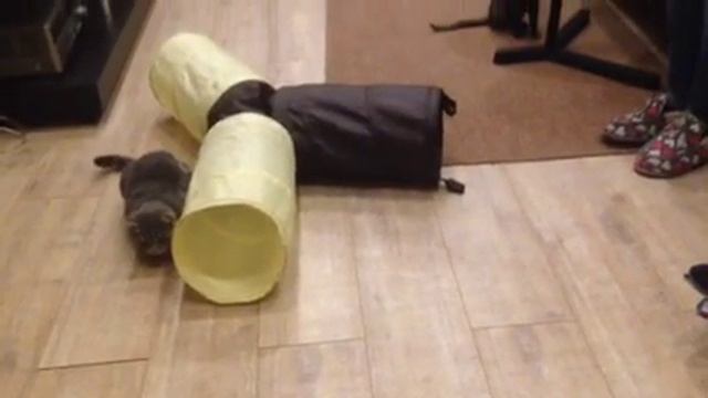 Кошки, муха и тоннель смотреть онлайн