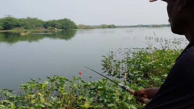 how to catch fish || very easy way to catch || village fishing. смотреть онлайн