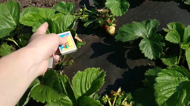 Чешский гигант