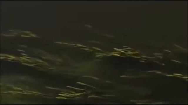 Вода - это мудрость смотреть онлайн