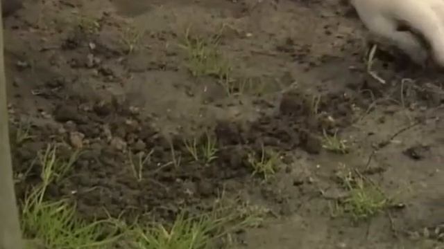 Видеожурнал от компании Русский Огород, выпуск 33 смотреть онлайн