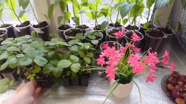 25 апреля 2022 г. Рассада на балконе. Seedlings on the balcony смотреть онлайн