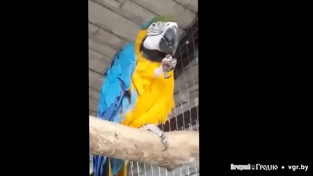 Попугай ест орех смотреть онлайн