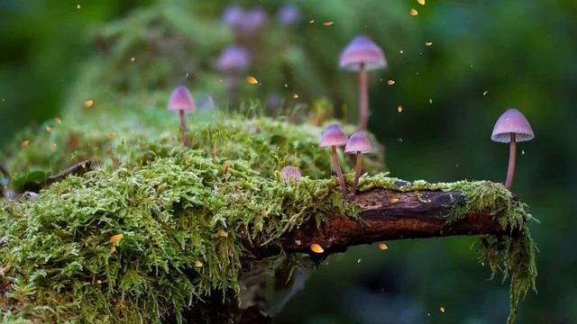 Расслабляющая музыка для сна для снятия стресса - музыка для медитации, мягкое пианино смотреть онлайн