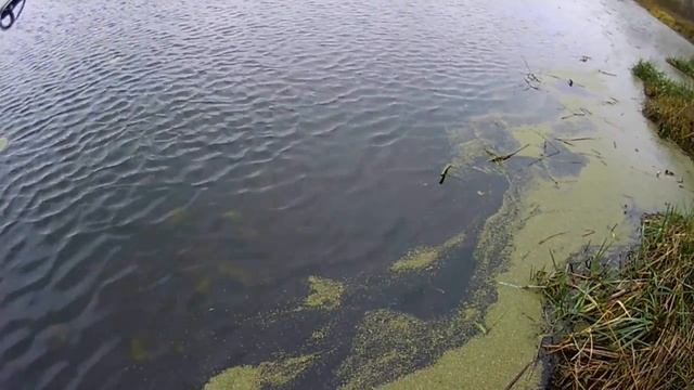 Щука одна за одной - джерк бейт от Салмо сделал рыбалку!! Оторвал воблер на браконьерской сети!!!! смотреть онлайн