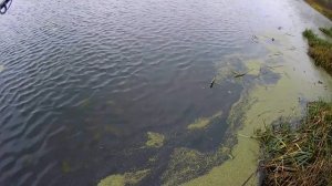 Щука одна за одной - джерк бейт от Салмо сделал рыбалку!! Оторвал воблер на браконьерской сети!!!!
