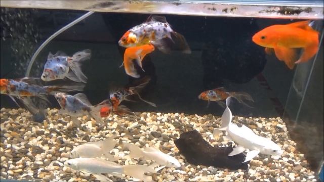 Аквариумный салон. смотреть онлайн