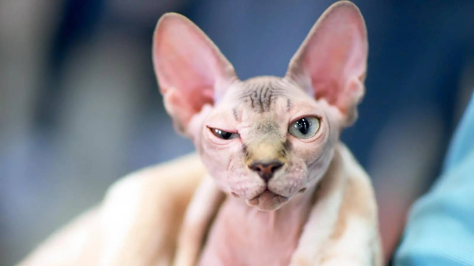 Киса смотреть онлайн