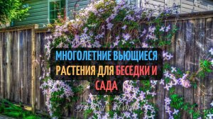 Лучшие многолетние вьющиеся растения для беседки и сада.?