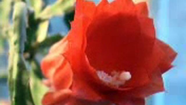 Мой эпифиллюм распустился! смотреть онлайн