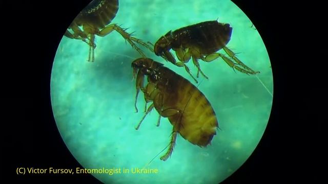 Удивительная Блоха кошачья Ctenocephalides felis Под Микроскопом смотреть онлайн