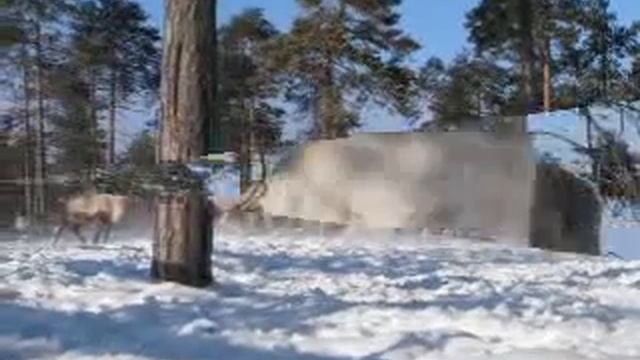 Олени.flv смотреть онлайн