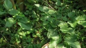 Шелковица Галиция!