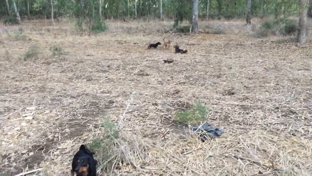 //Жизнь в Израиле// Такса Марго Чак на прогулке, ну или на охоте. смотреть онлайн