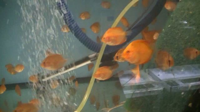 Пересадка и продажа рыбок. #discus #aquarium #fish #разводня