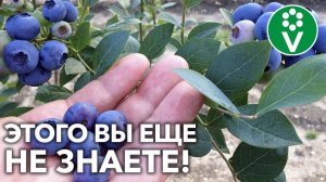 ДЛЯ БОЛЬШОГО УРОЖАЯ ГОЛУБИКИ! Уход за кустарником в августе + НАНОУДОБРЕНИЯ!