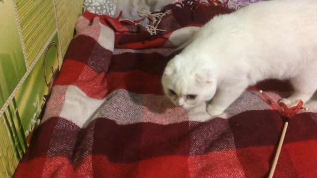 Слезивый котик и новый питомец)) смотреть онлайн