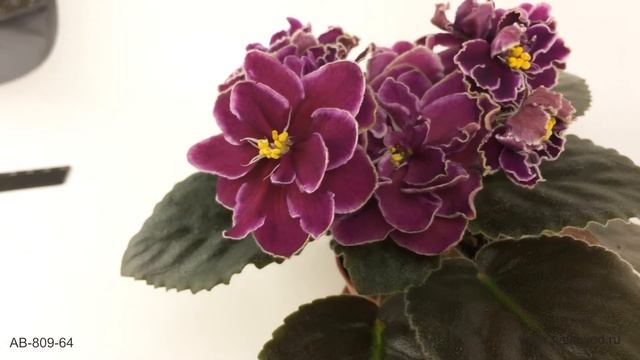 Пурпурная фиалка, становящаяся коньячной - АВ-Кофе с Коняком смотреть онлайн