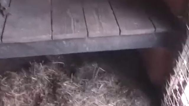 Зоогостиница «Лесси» 2005-2006г. Зоогостиница для собак, кошек и других домашних животных смотреть онлайн