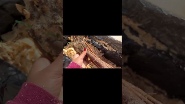 Распаковка пионов от Ворошиловой Анны Б. смотреть онлайн