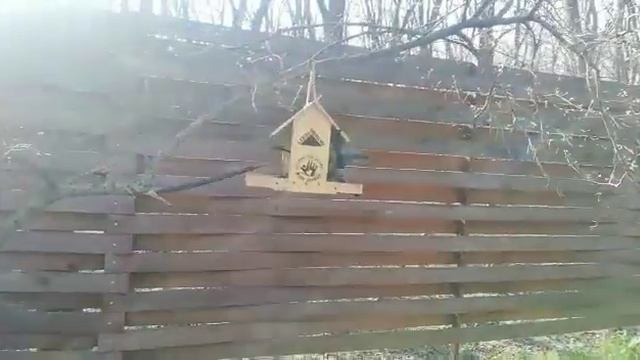 Два голубя в одной кормушке (парк Победы Ставрополя) смотреть онлайн