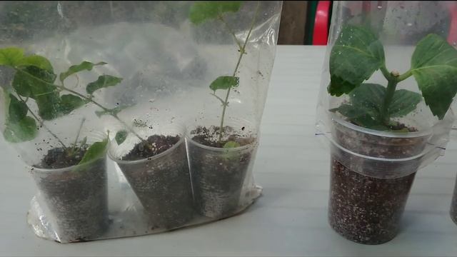 Укоренение гортензии (жасмина, мирта, дипладении) смотреть онлайн