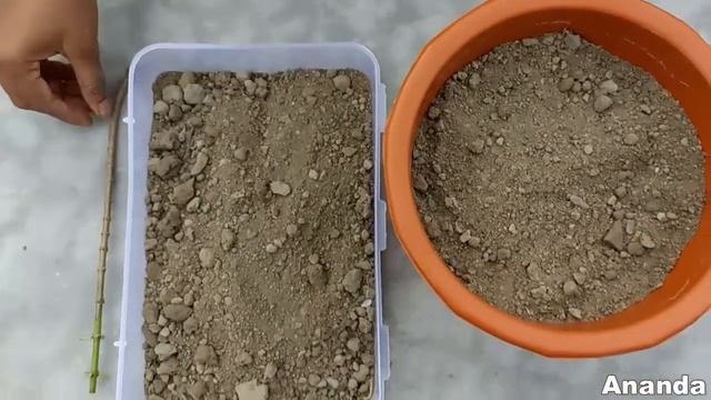 How To Grow Allamanda Plant From Cutting // Grow Allamanda Flowerplant From Cuttings At Home