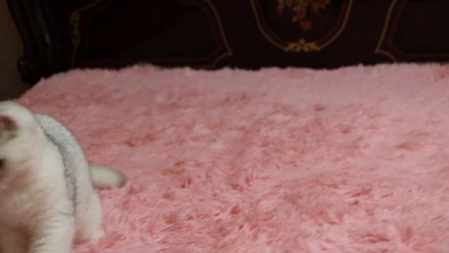 Серебристая британская шиншилла-Маркиз смотреть онлайн